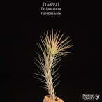 【送料無料】funckiana〔エアプランツ〕現品発送T4492