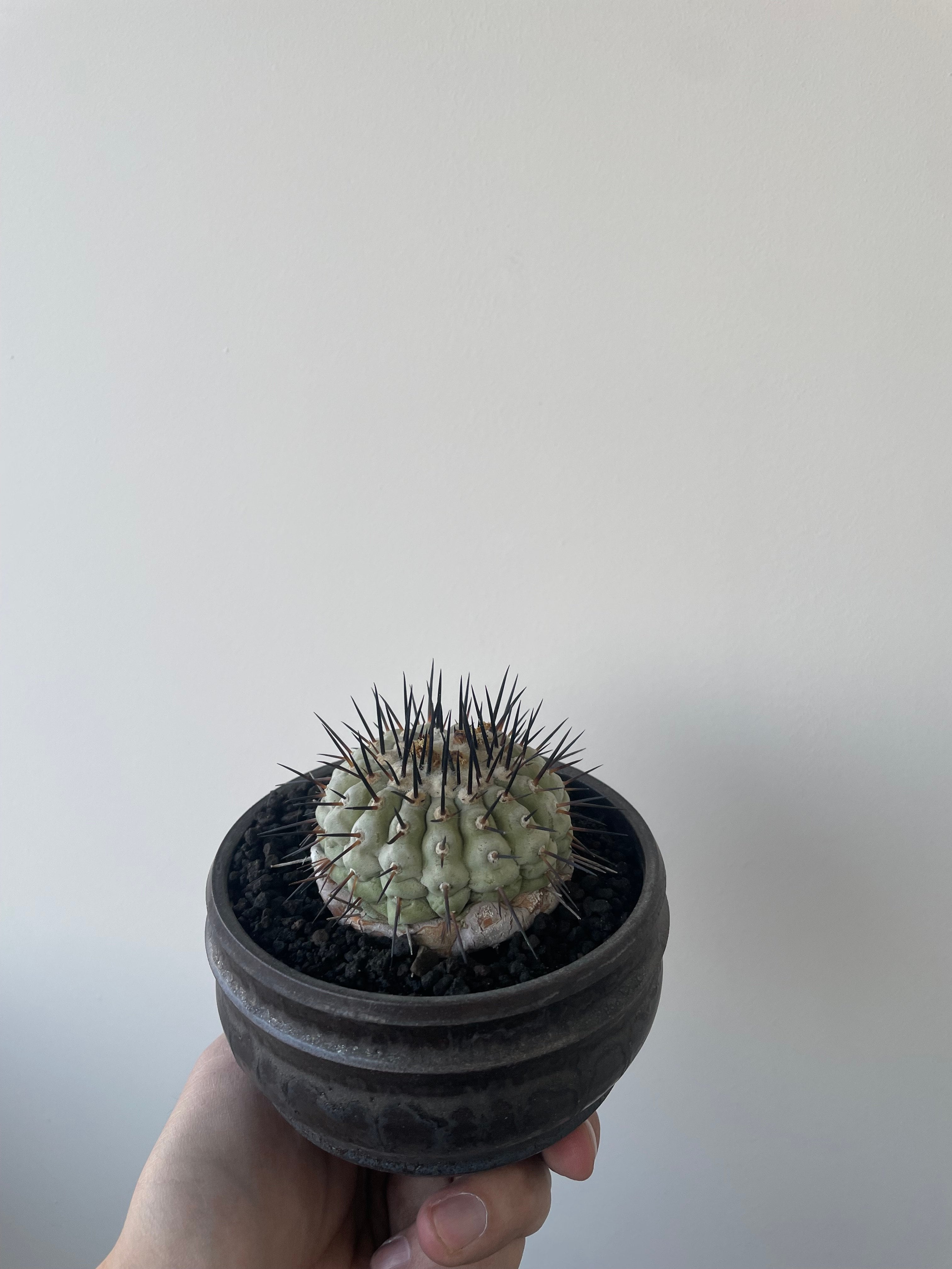 Copiapoa cinerea 古株 × deracine factory 【国内作り込み黒王丸