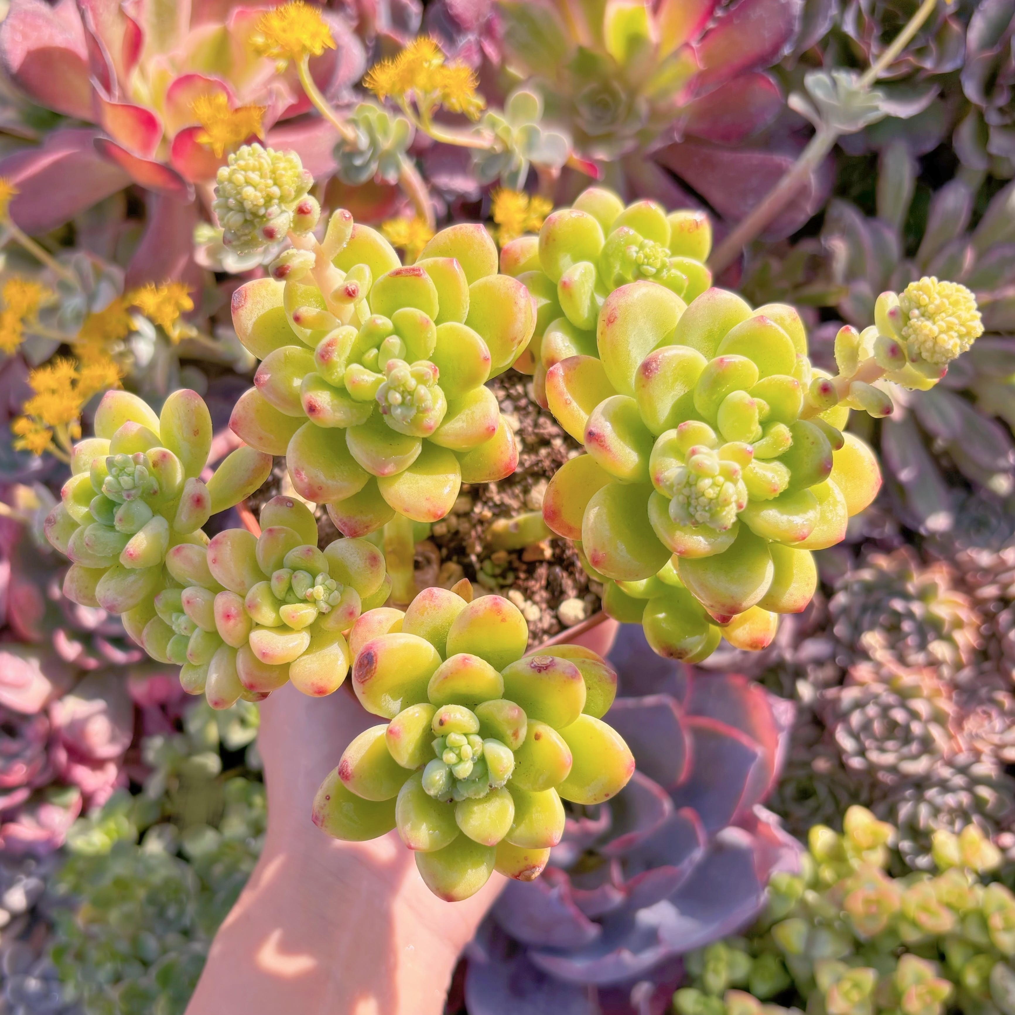 現品　シャングリラ#K038　大群生　るる農園