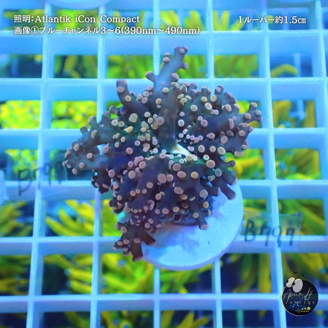 タコアシサンゴブランチ｜03【Coral Garden SORAAI】