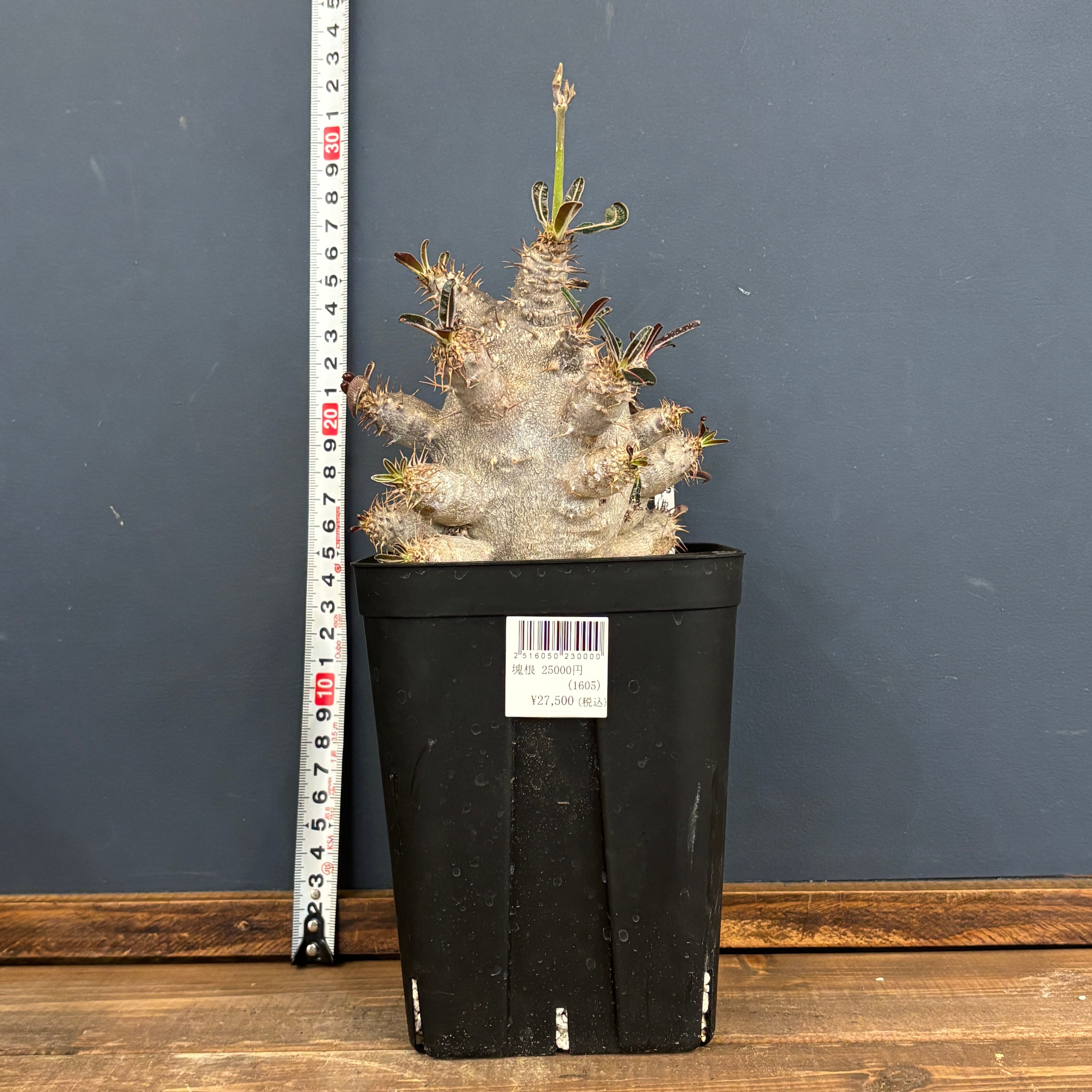 パキポディウム カクチペス【976】 | PROTOLEAF プロトリーフ