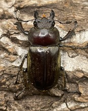 【WD】《ビクトリウスミヤマクワガタ 56mm ペア》