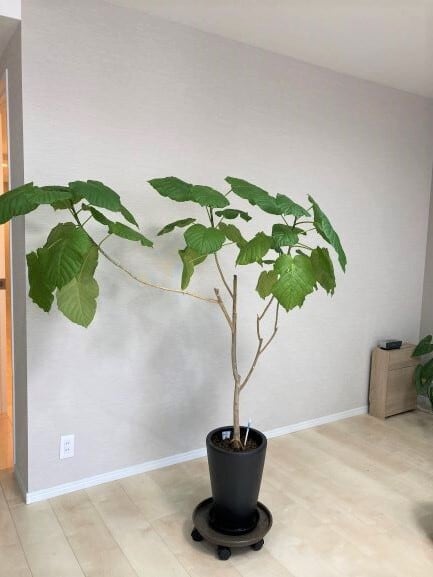 鉢植え 観葉植物の植替え 10号～14号鉢までの 地域限定サービス | 趣味