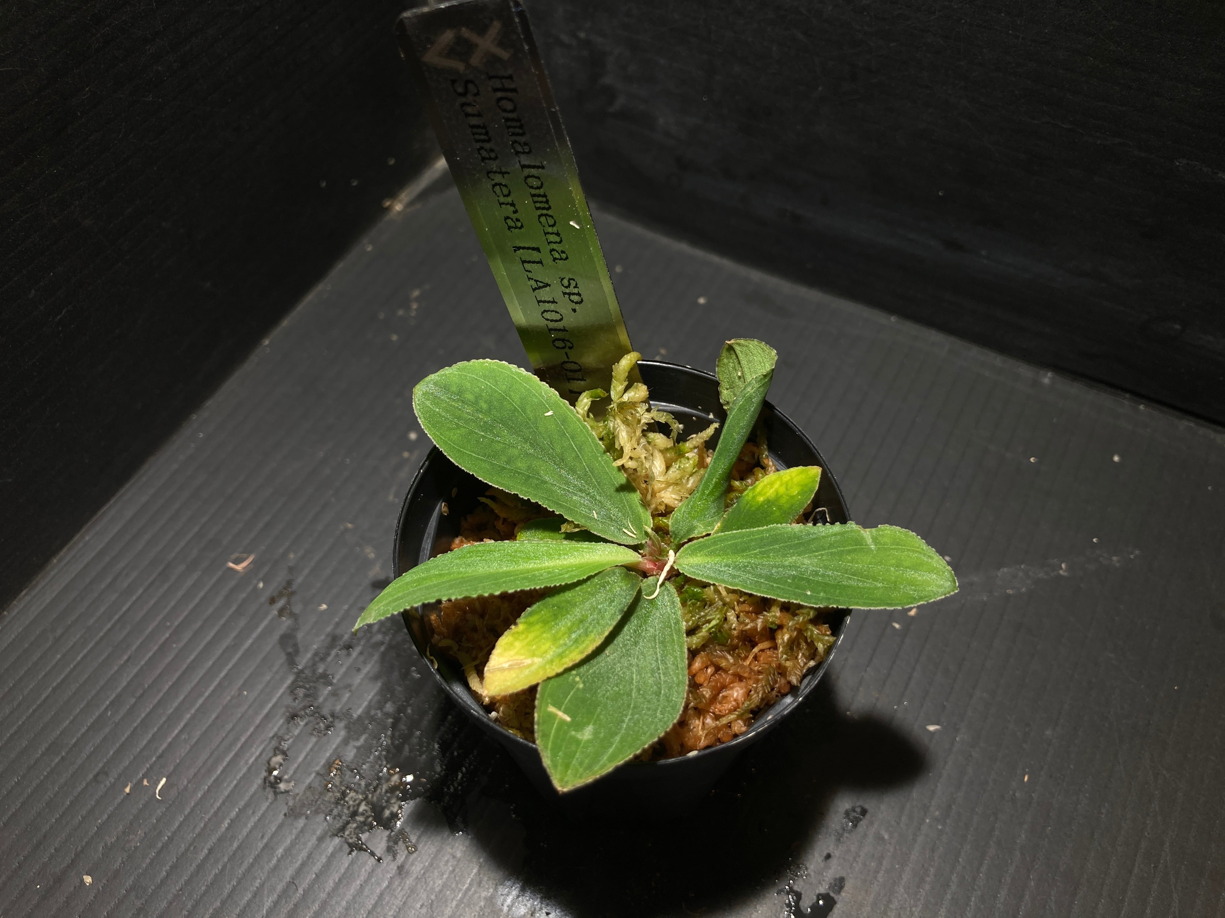 ホマロメナ | AquaFocus