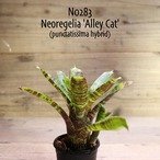 【送料無料】Neoregelia 'Alley Cat'〔ネオレゲリア〕現品発送N0283