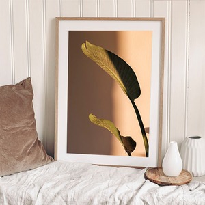 オーガスタの葉と影 / ポスター 写真 ミニマル ベージュトーン 植物