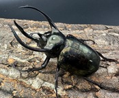 【WD】《ミンダナオアトラスオオカブト 95mm ペア》