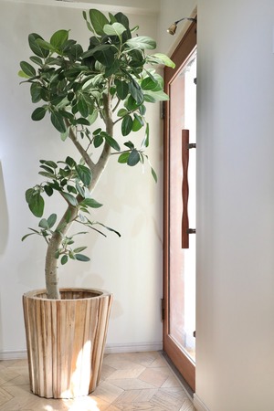 【都内近郊限定配送】【195cm】フィカス ベンガレンシス/Ficus ※陶器鉢カバー別