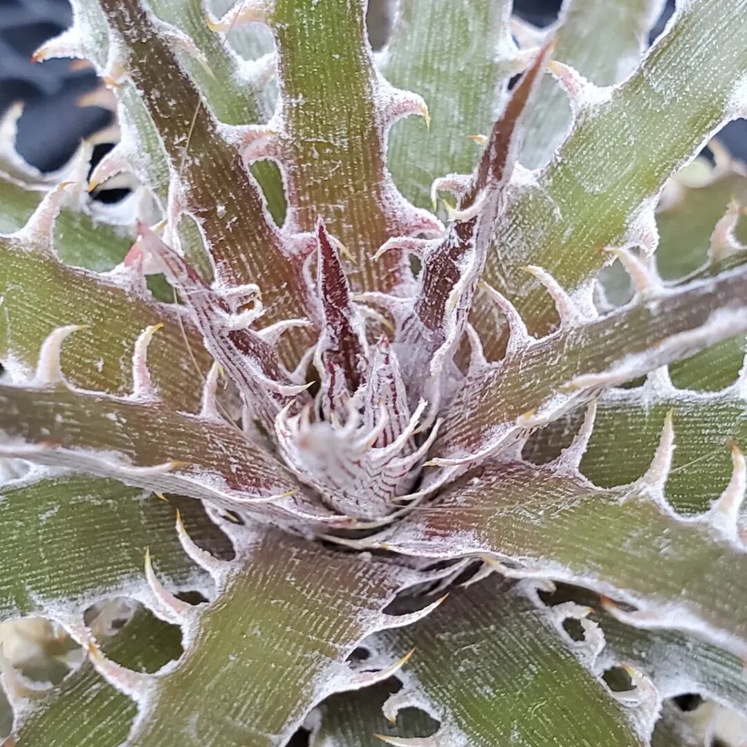 F00326_Dyckia sp. (leme2778)：ディッキア・sp.（子株） | レア