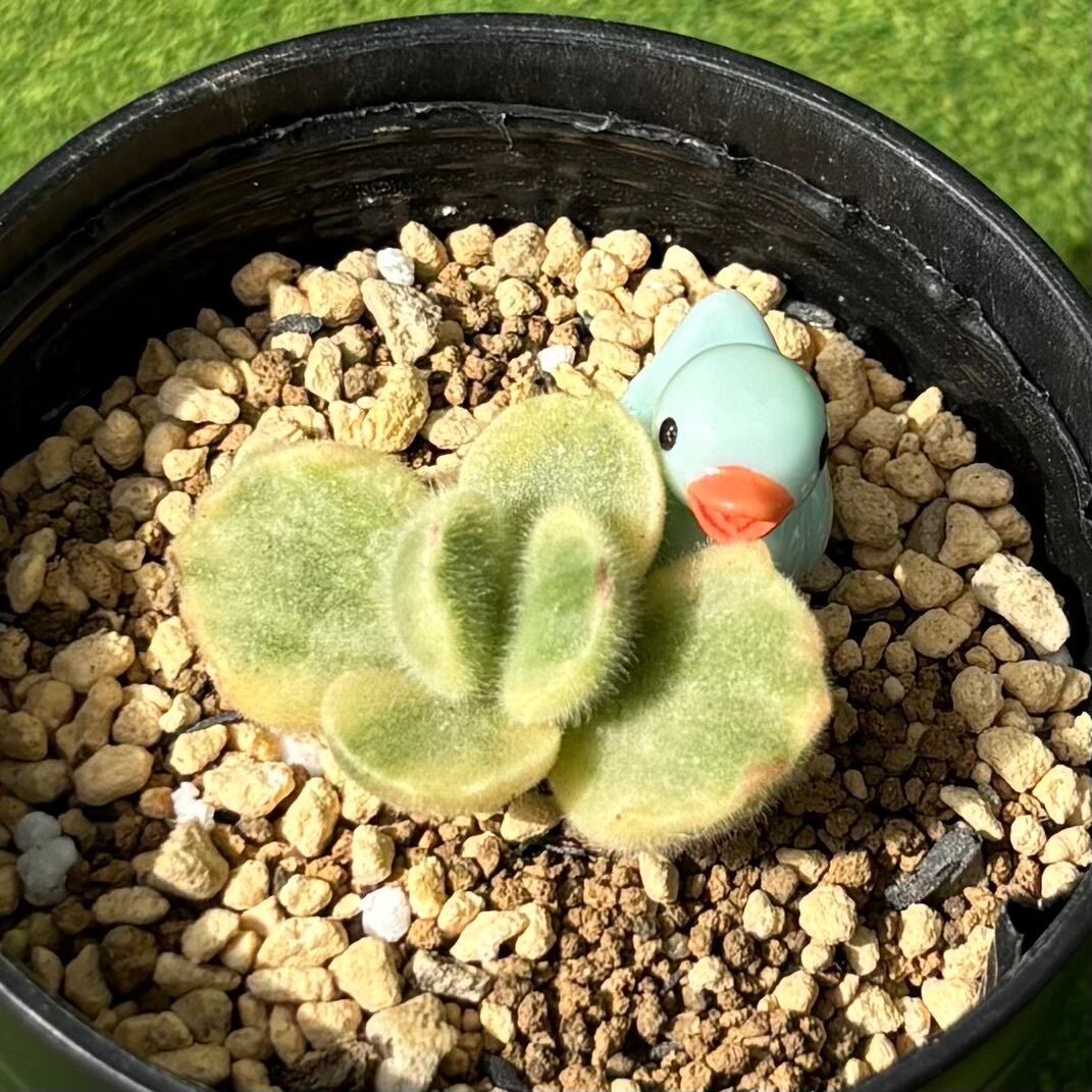 多肉植物 豆彦商店