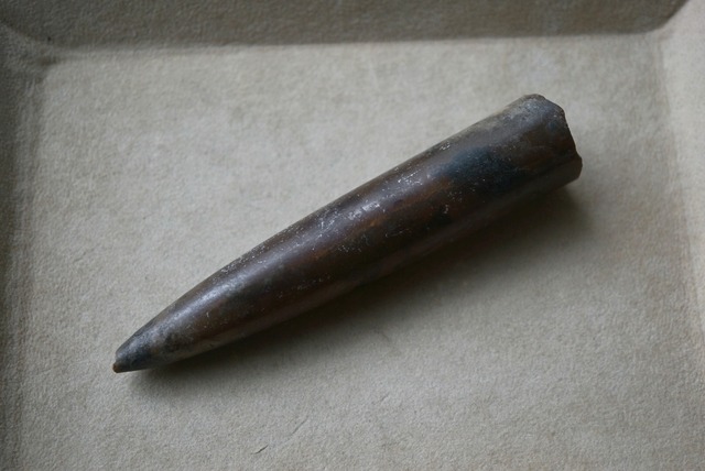 ロシア産頭足類化石 Cylindroteuthis sp. 1661