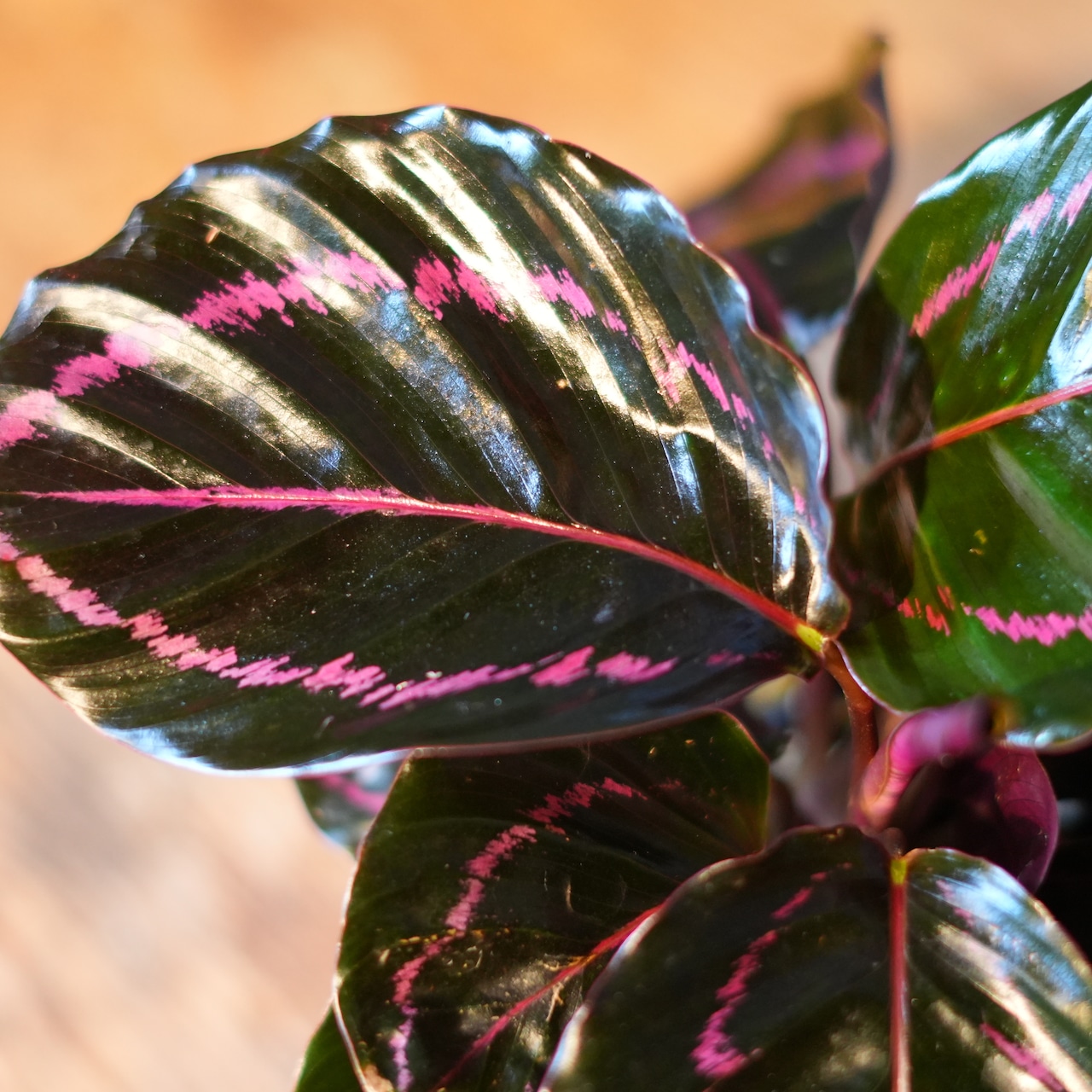 カラテア ドッティ 器セット A