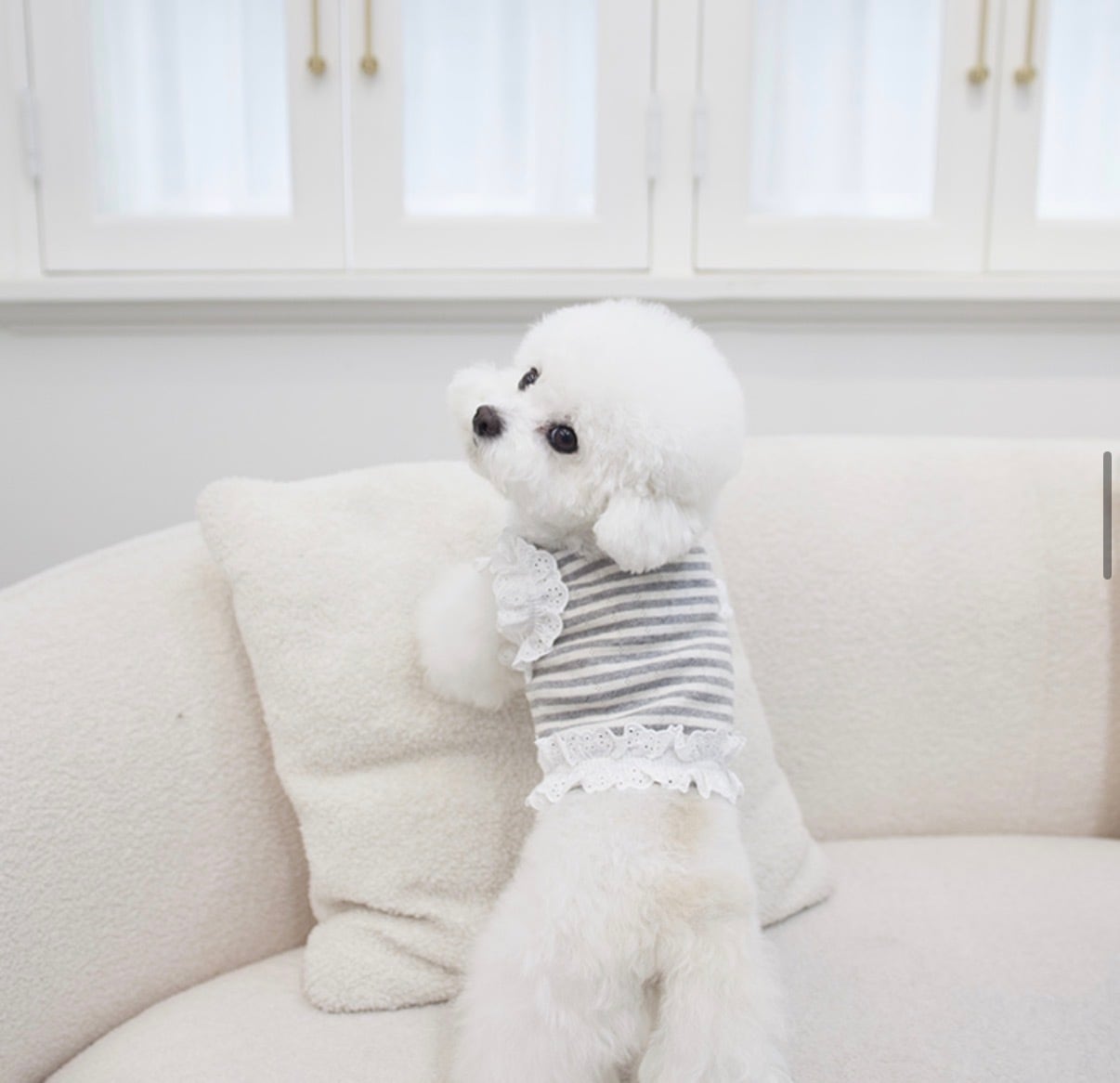 【Cocm Chien 】ペペクロップ