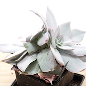 抜き苗 カンテ LED管理 双頭大株 Echeveria cante
