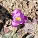 クロッカス 上から　crocuses from above