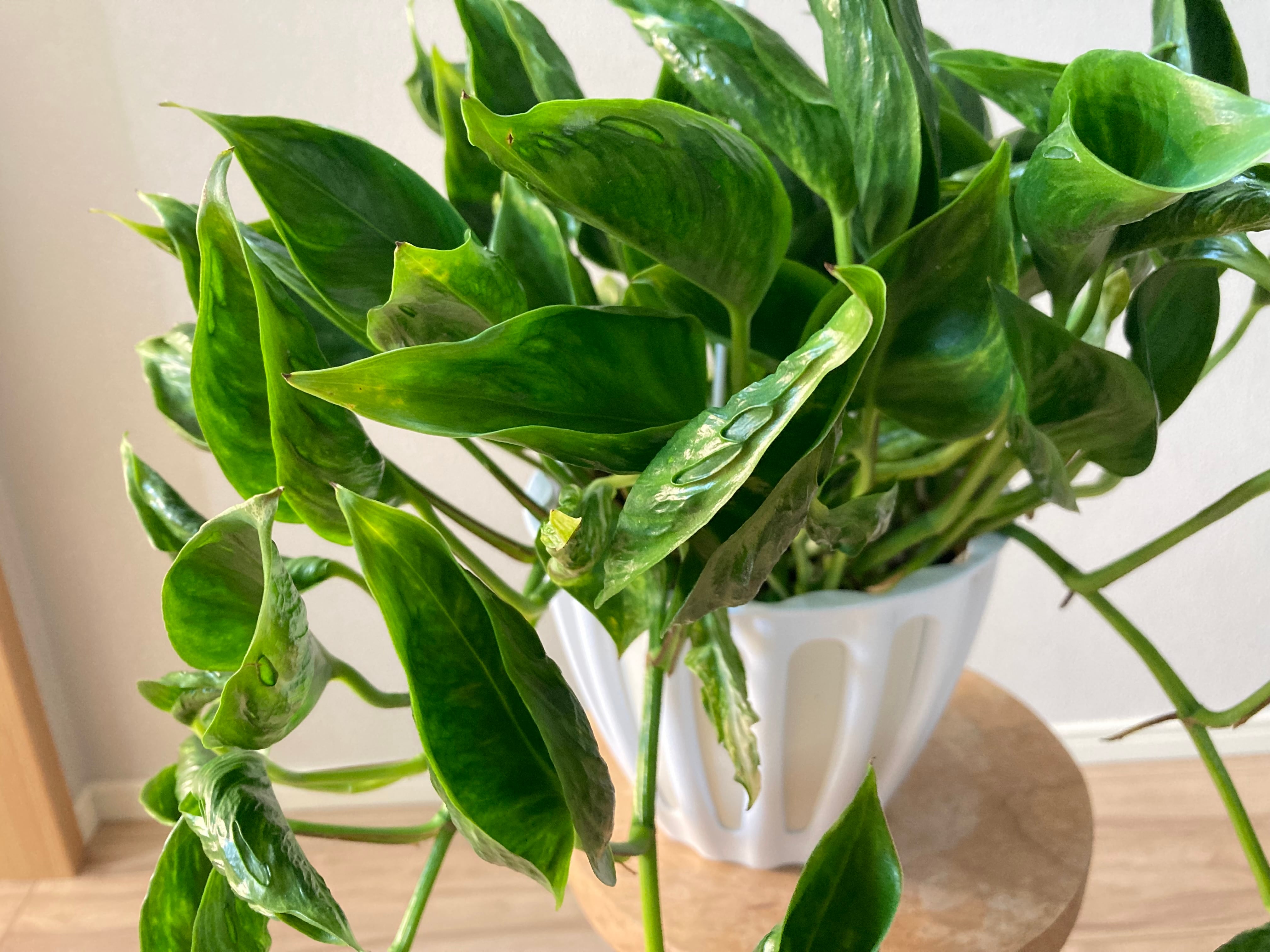 ポトス テルノサンシャイン 5号 吊り鉢 | YR Life Plants | 防虫、殺虫