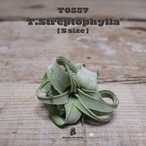 【送料無料】ストレプトフィラS〔エアプランツ〕現品発送T0557