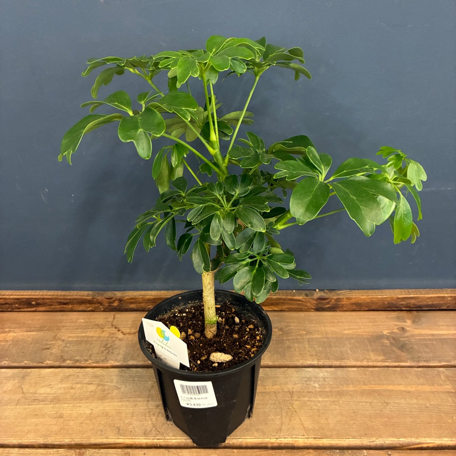 シェフレラ レナータ 観葉植物 現品 シェフレラ・レナータ ジェニーネ
