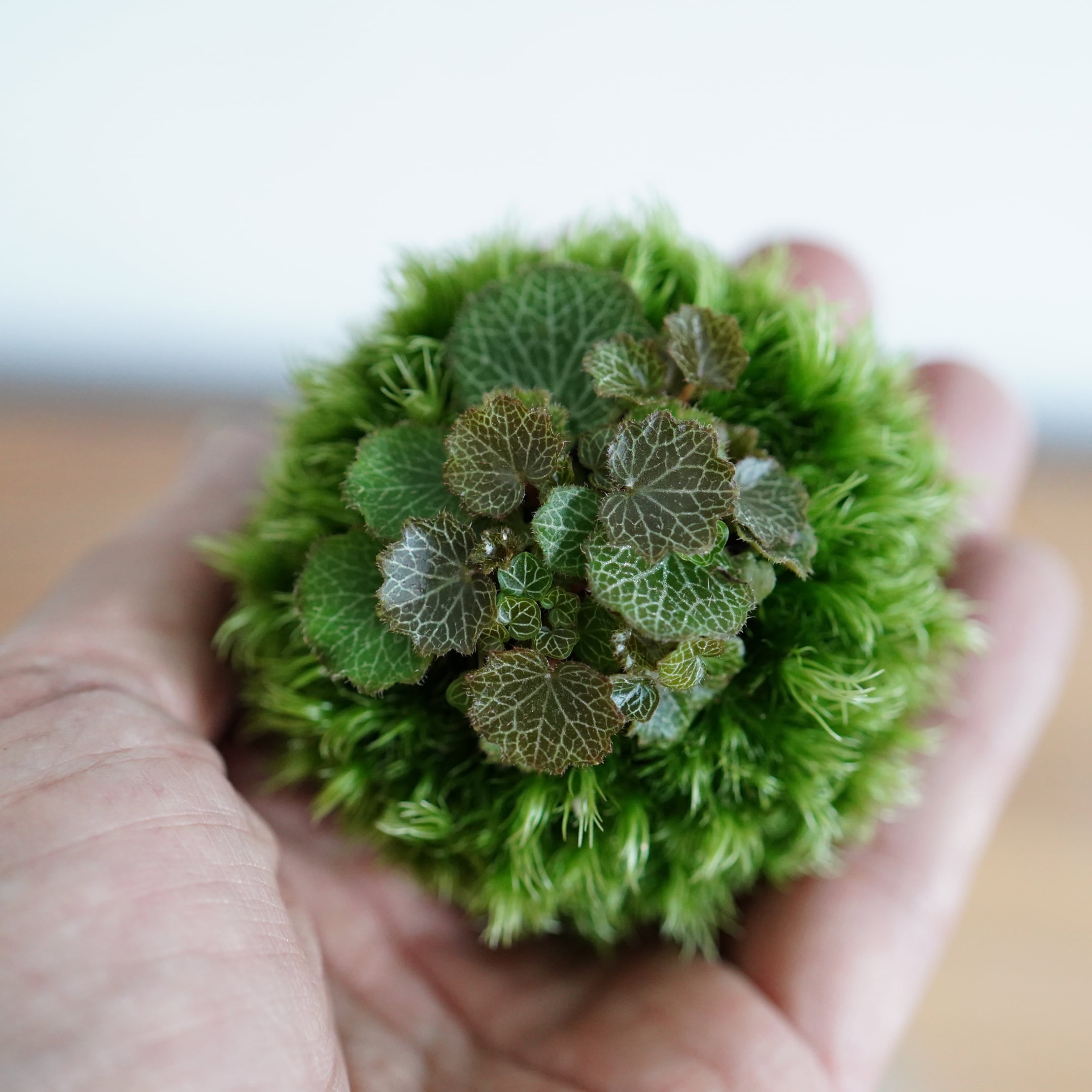 苔玉テラリウム 姫ユキノシタ ◆限定作品/栽培容器付き