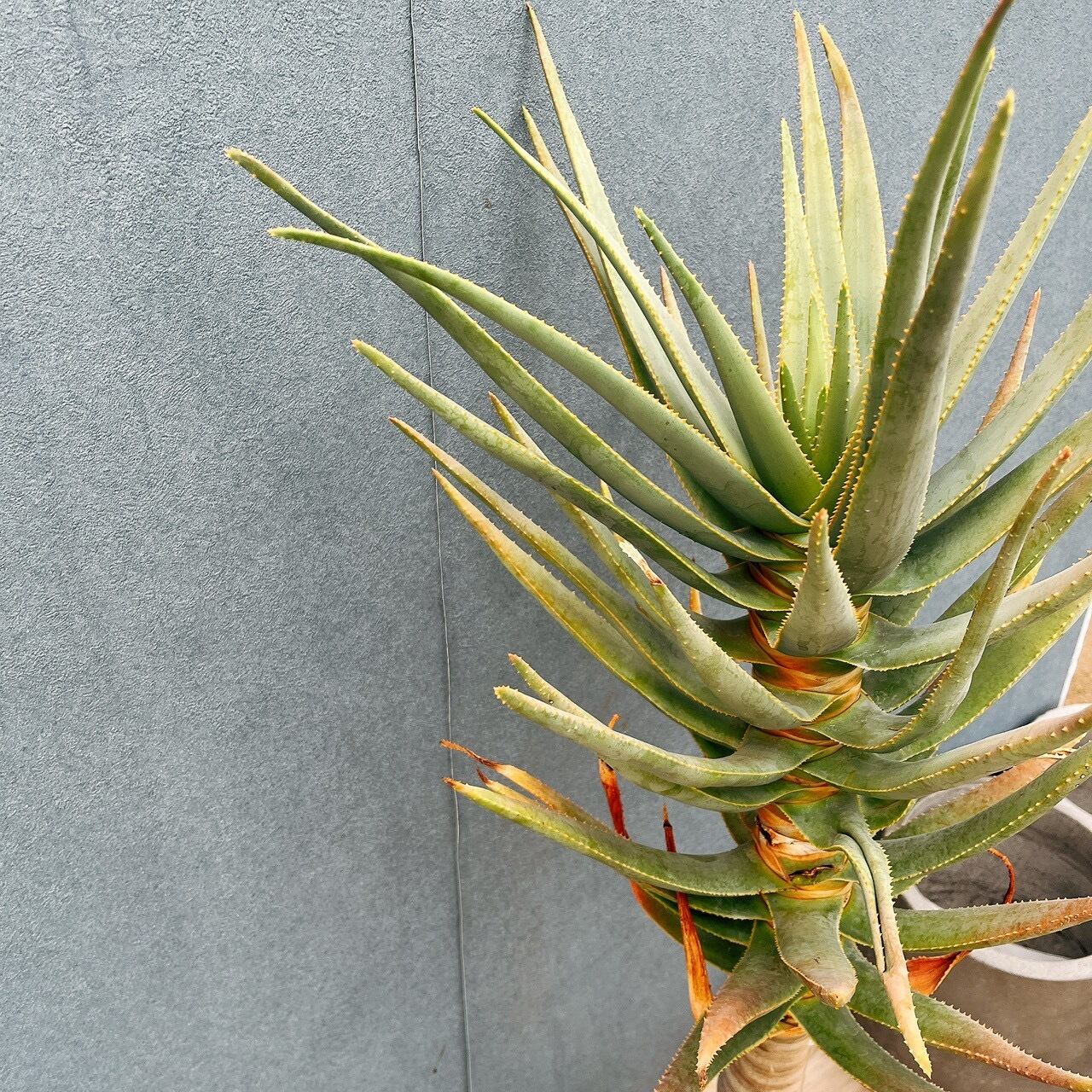 現品］84番 アロエ ディコトマ 8号 観葉植物 室内 屋外 おしゃれ