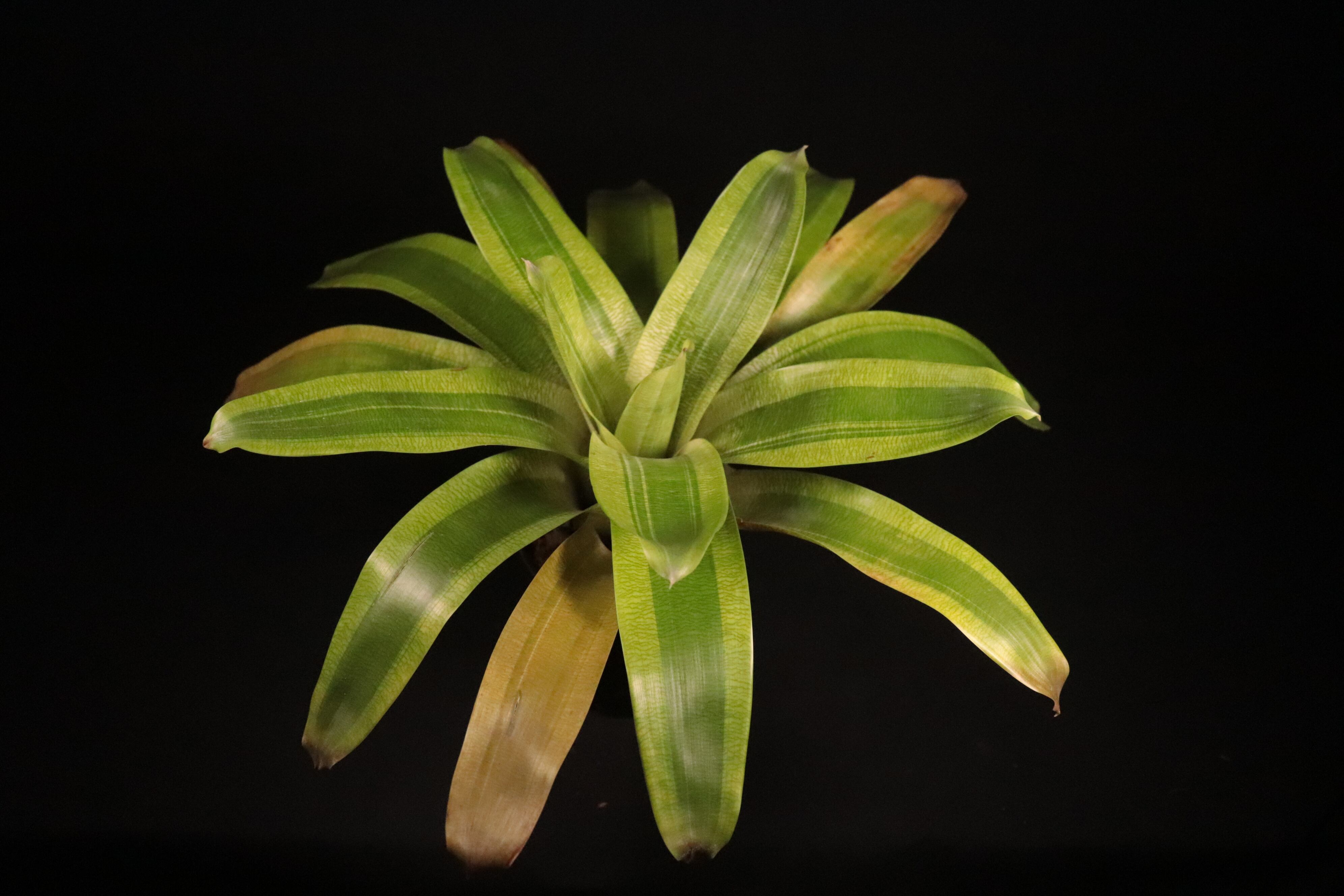 送料無料】Vriesea 'Margarita'〔フリーセア〕現品発送V0089 | plane