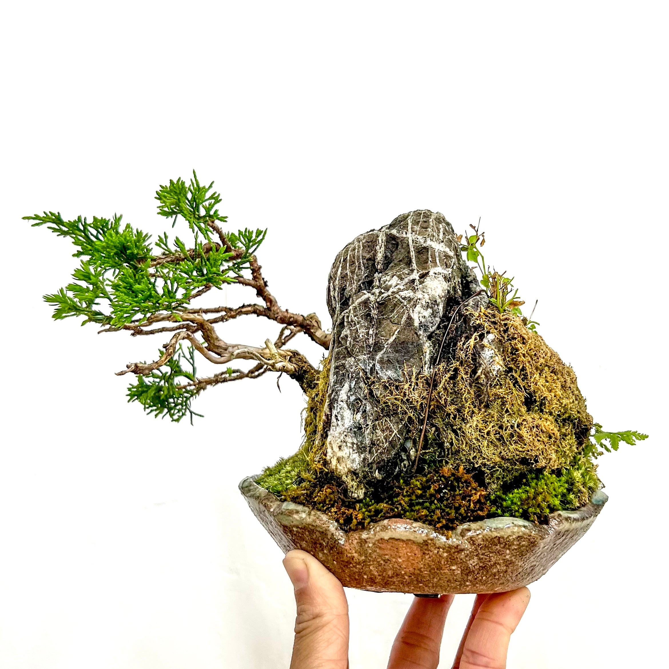 ミニ盆栽 イチョウ | BONSAI Labo ウエブショップ
