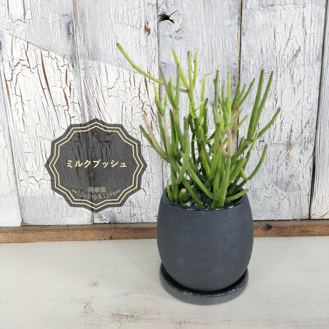 ミルクブッシュ 観葉植物 | PAY ID
