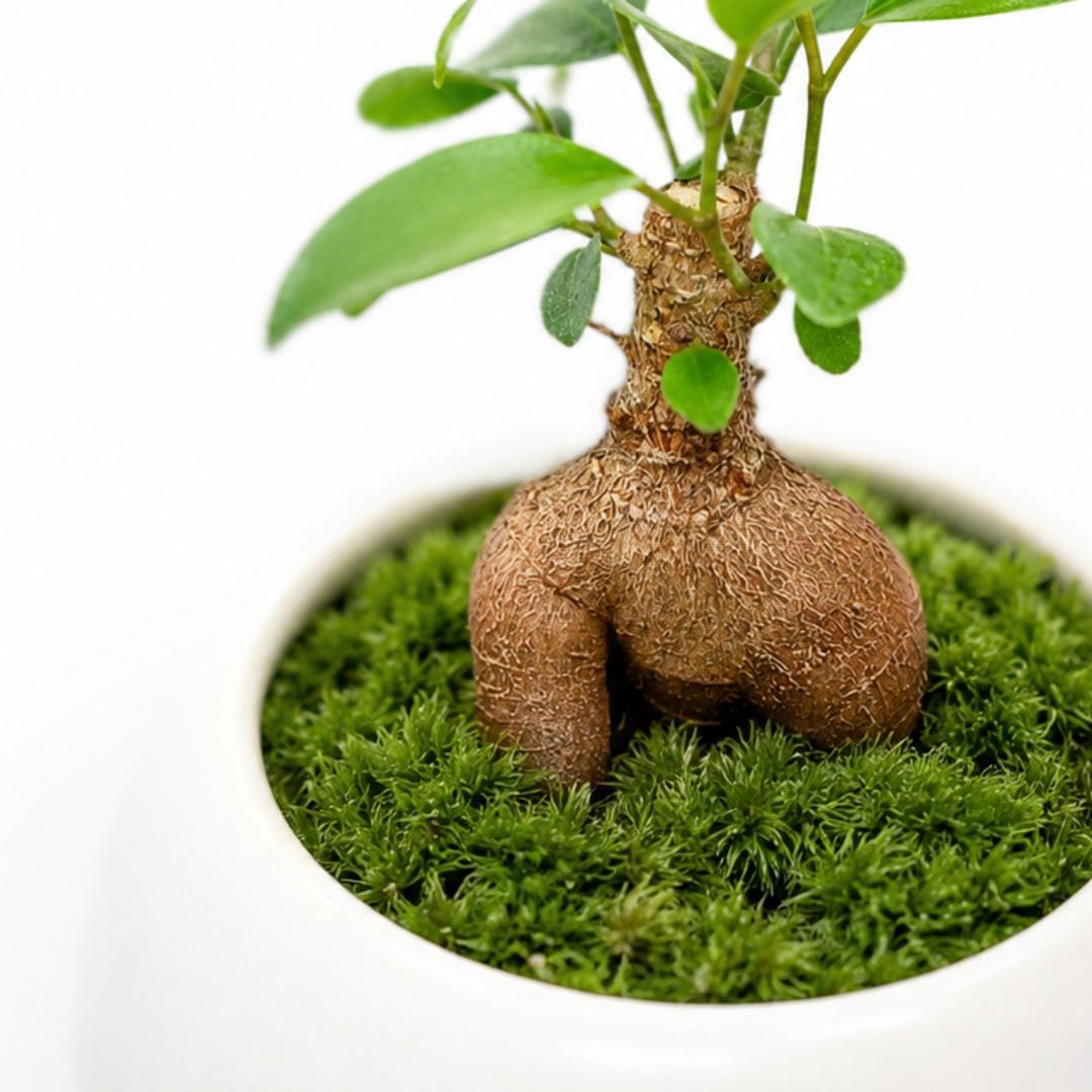 多幸の木」苔を敷いたオシャレなガジュマル | インテリアグリーン