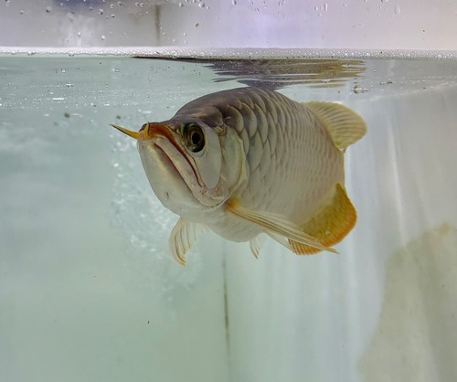 超烈龍(豚系） No.4731 ±20㎝