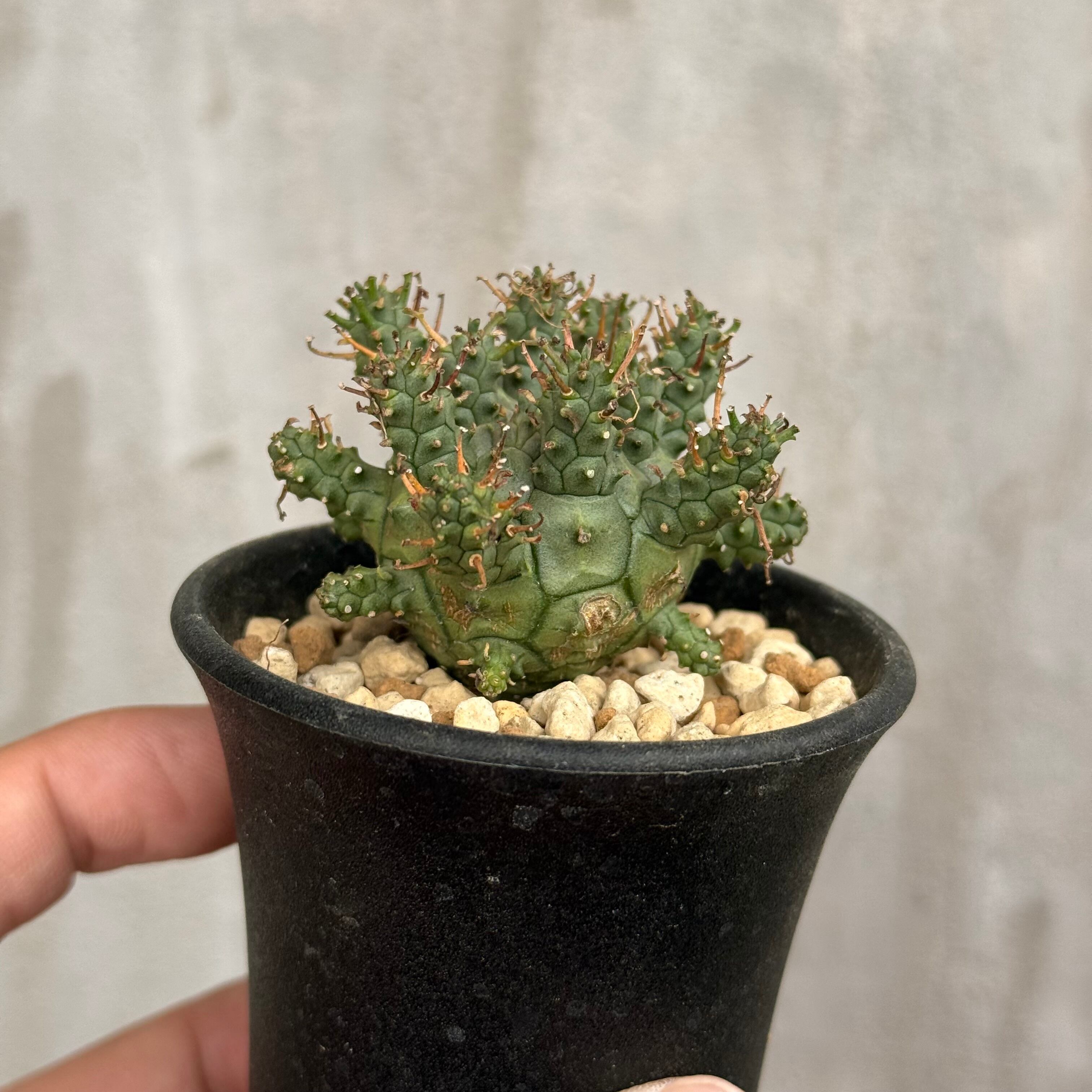 ケラリア ピグマエア 現地球 発根済み × valiem ghost bowl XSサイズ