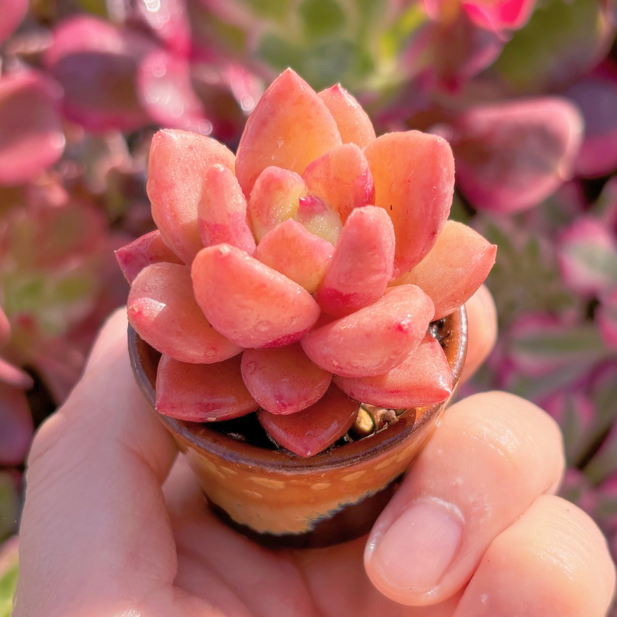 多肉植物　新品種　リナ・ジェニー　新入荷　るる農園