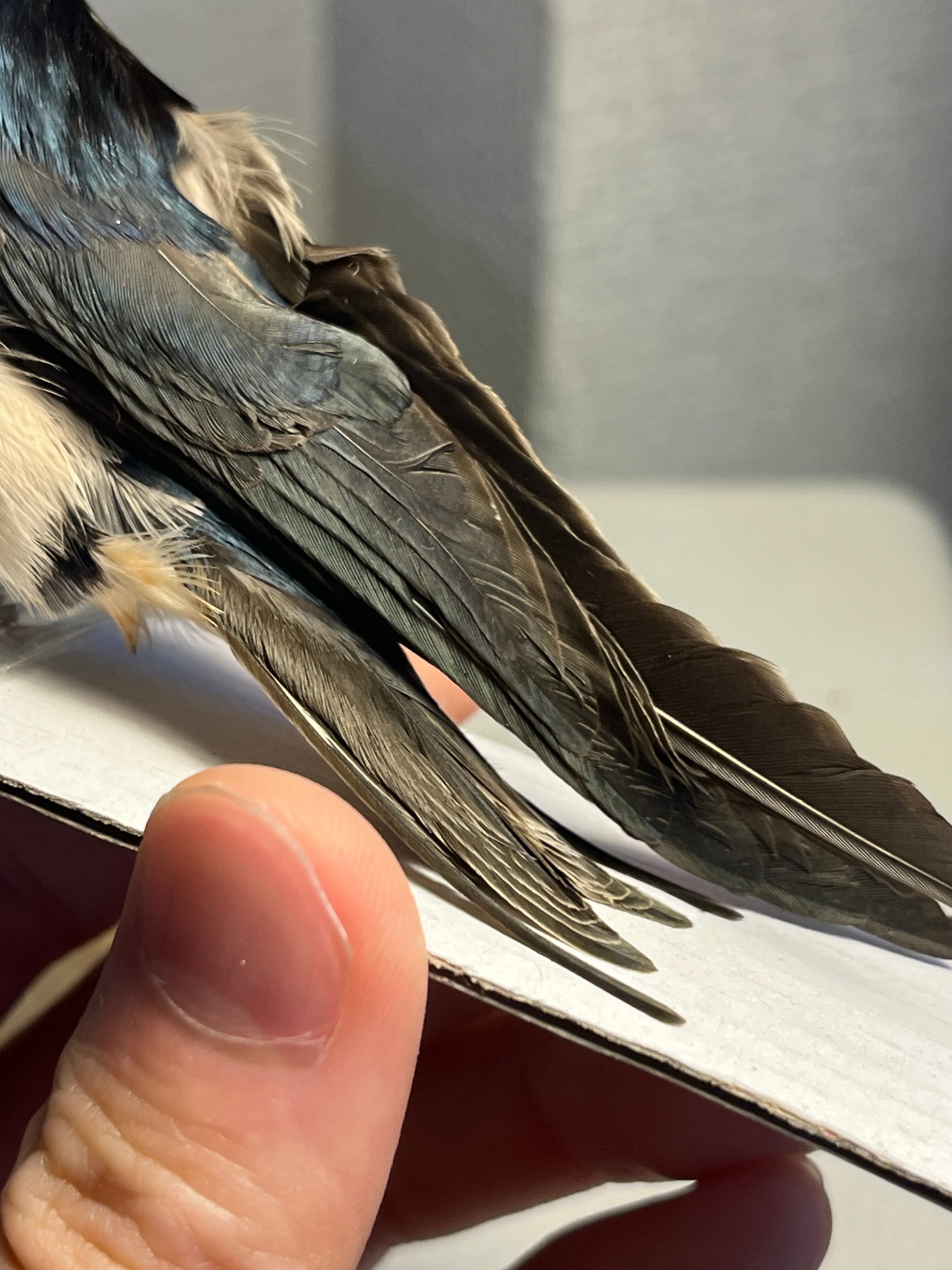 鳥剥製】ツバメ 標本 置物 インテリア スズメ 木彫り バードカービング