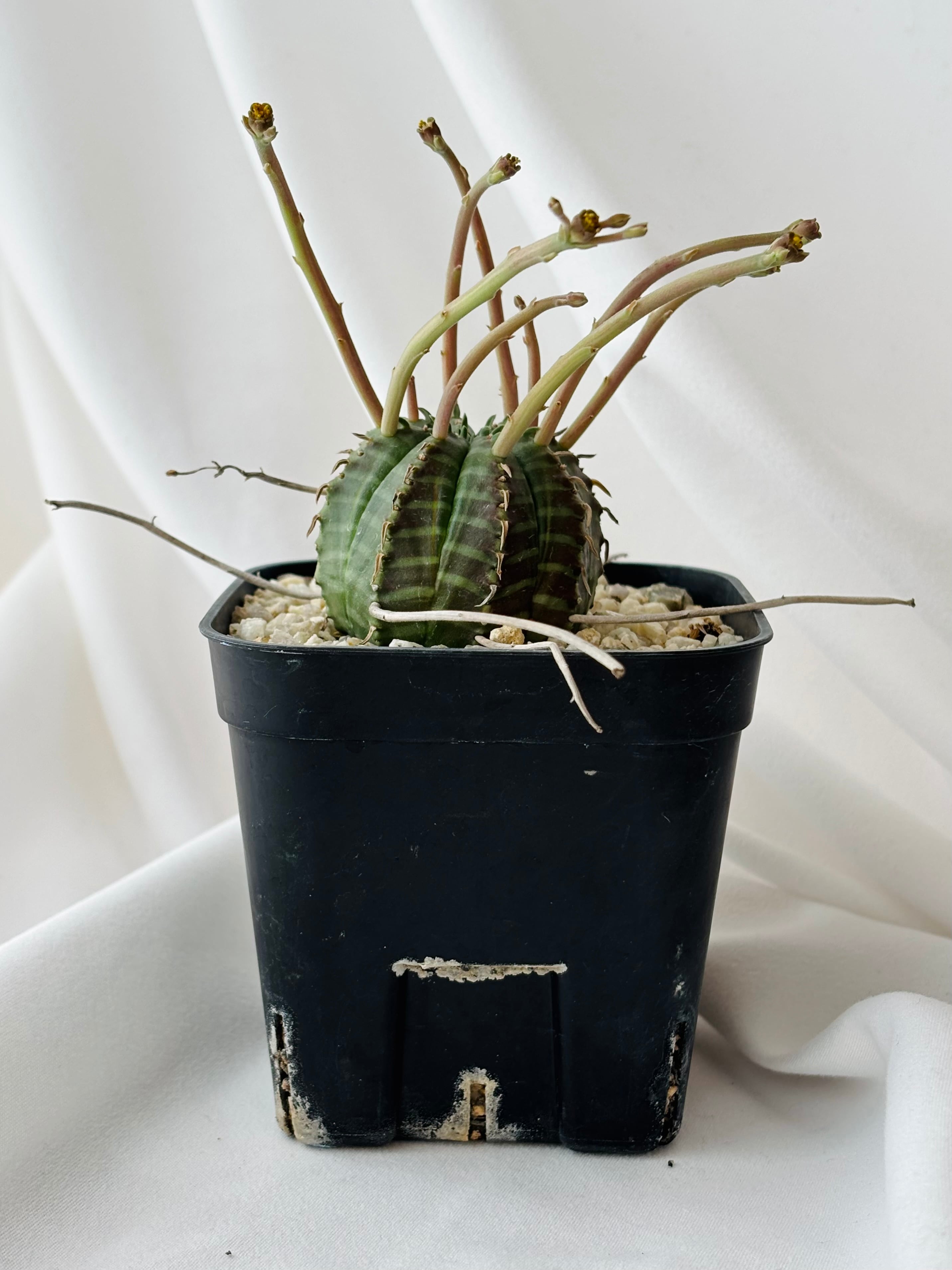 Euphorbia valida ユーフォルビア スーパーバリダ 多肉植物 | plants