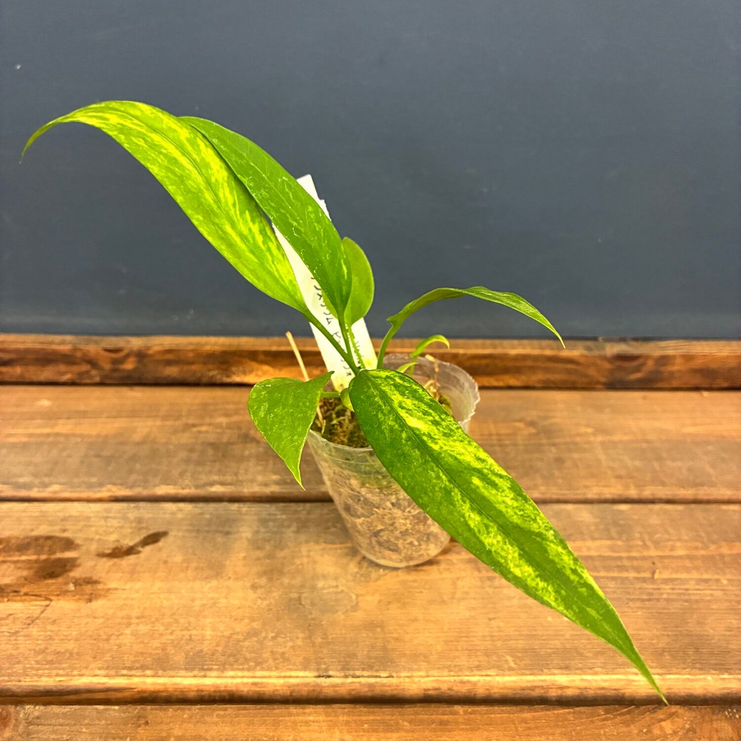 JN】アンスリウ ビッタリフォリウム 斑入り【548】 | PROTOLEAF プロト