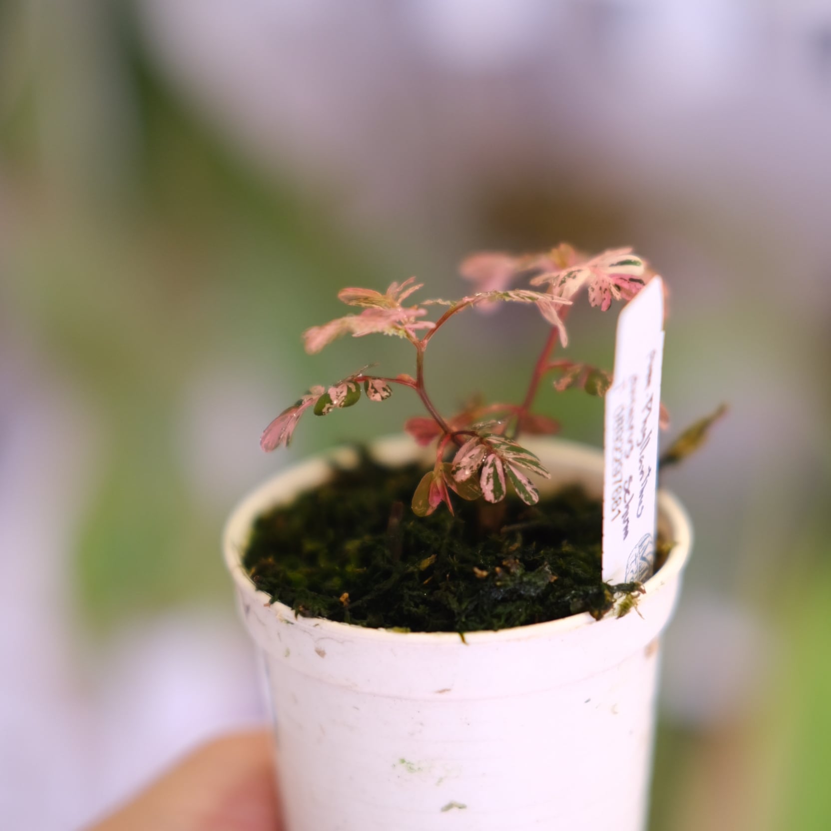 Phyllanthus urinaria 'Pink Variegated'│フィランサス・ウリナリア