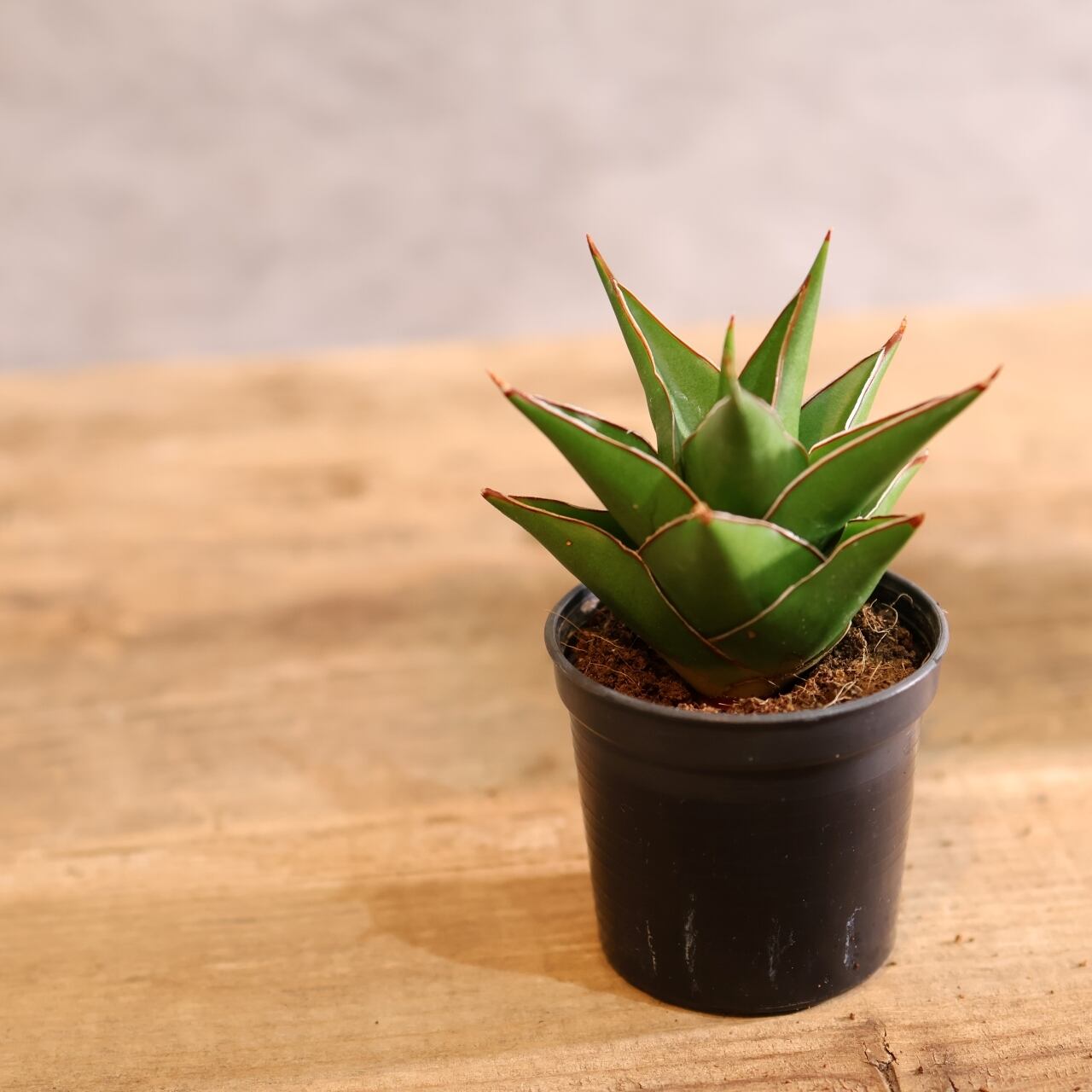 S-86 超希少 サンスベリア タワー 斑入り 輸入株 鉢ごと発送 S-86 超希少 サンスベリア タワー 斑入り 輸入株 メルカリ便発送