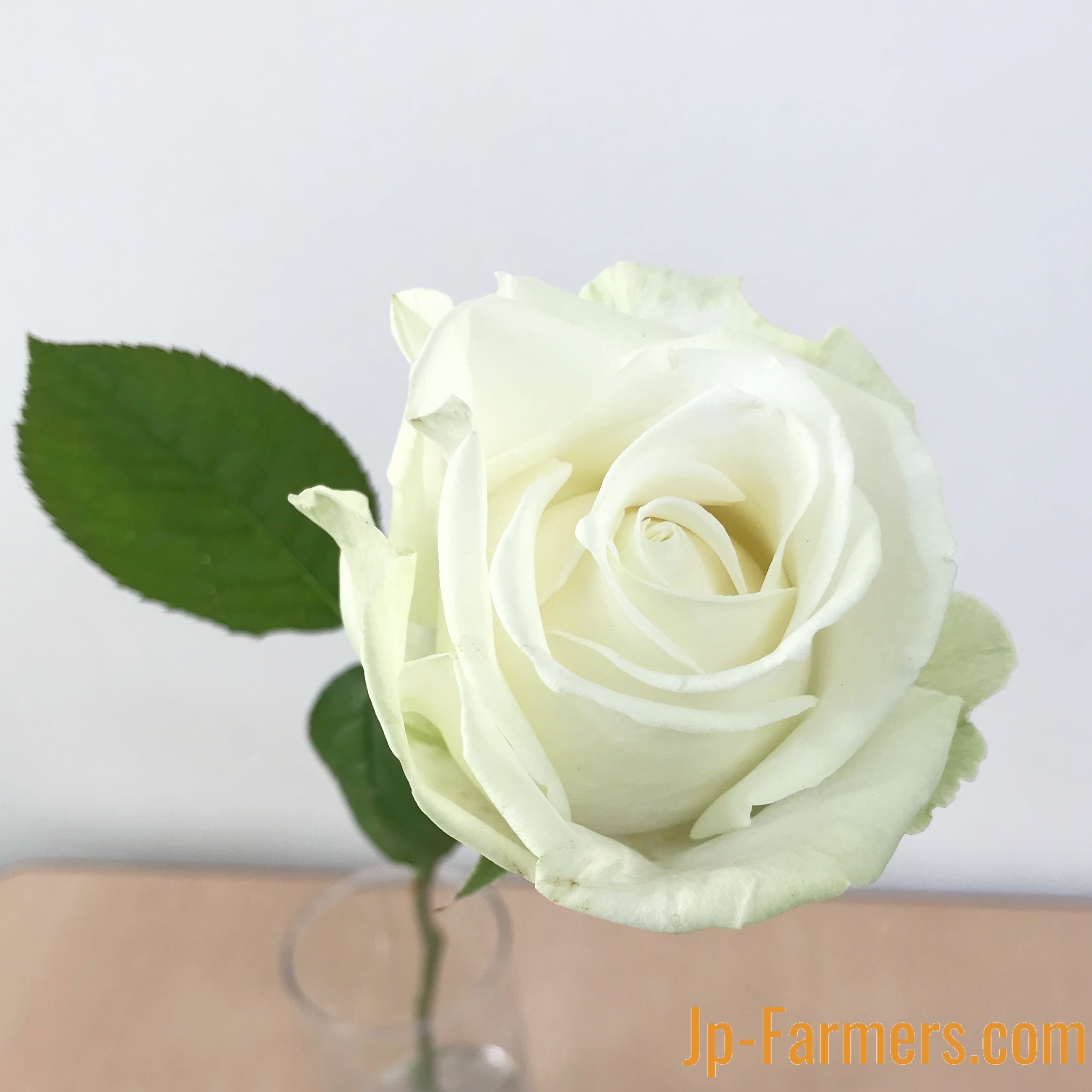 神田ばら園 10本 ☆バラ品種名： アバランチェ | 新鮮お花問屋 Jp