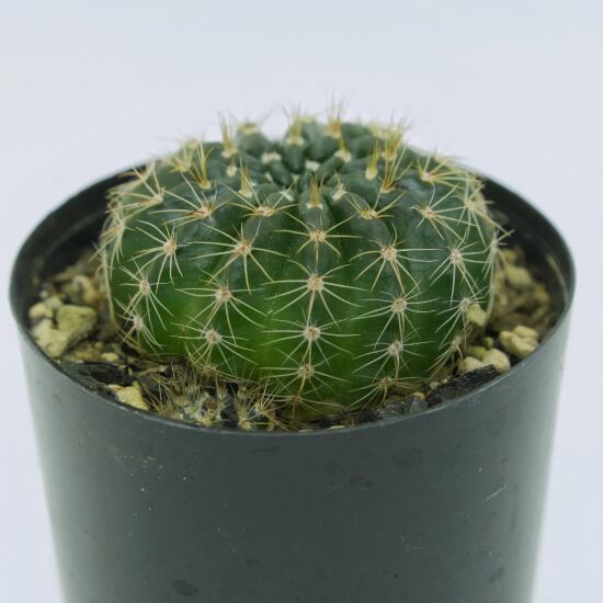 多肉植物 | G・LABO shop