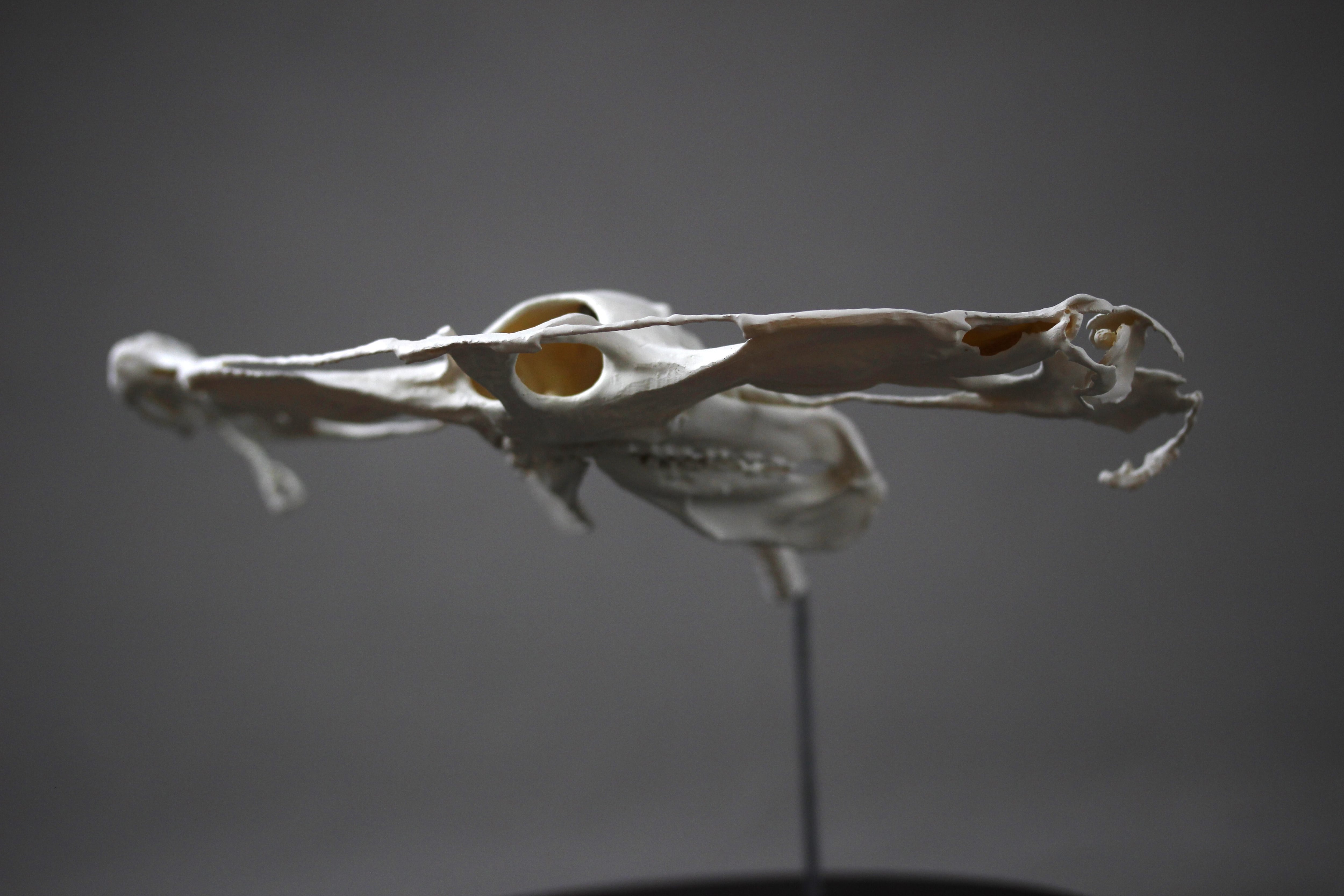 アカシュモクザメ（Sphyrna lewini）等倍頭骨レプリカ | アンフィ合同会社