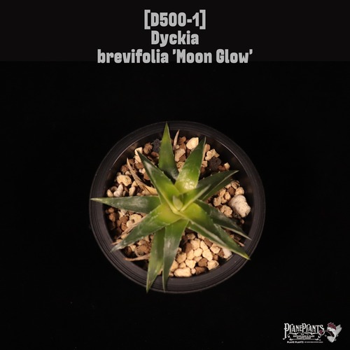 Dyckia brevifolia 'Moon Glow'〔ディッキア〕D500-1