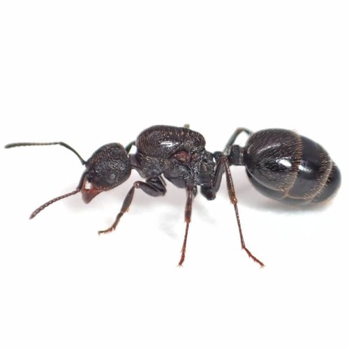 クロナガアリ｜女王3匹｜コロニー｜Messor aciculatus