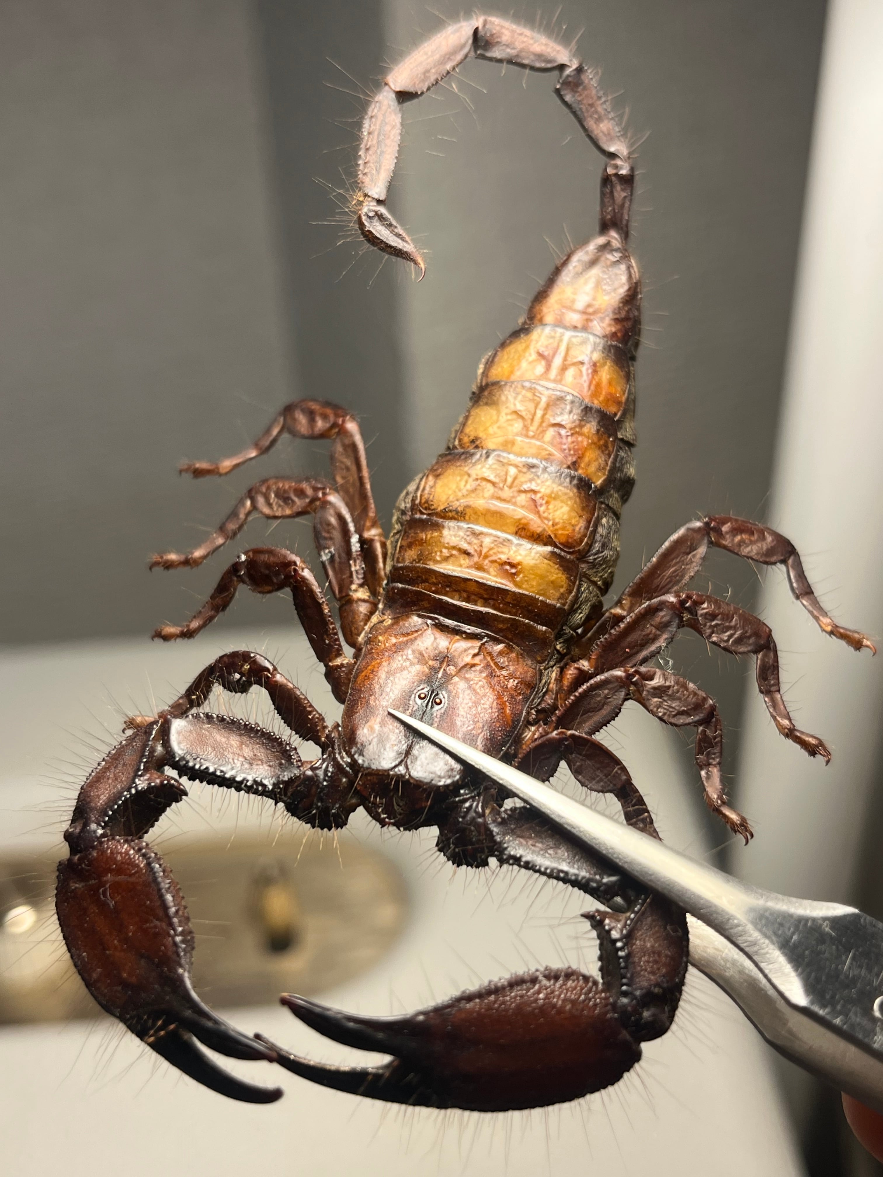 極美標本】フラットロックスコーピオン 全長9cm程サソリムカデ