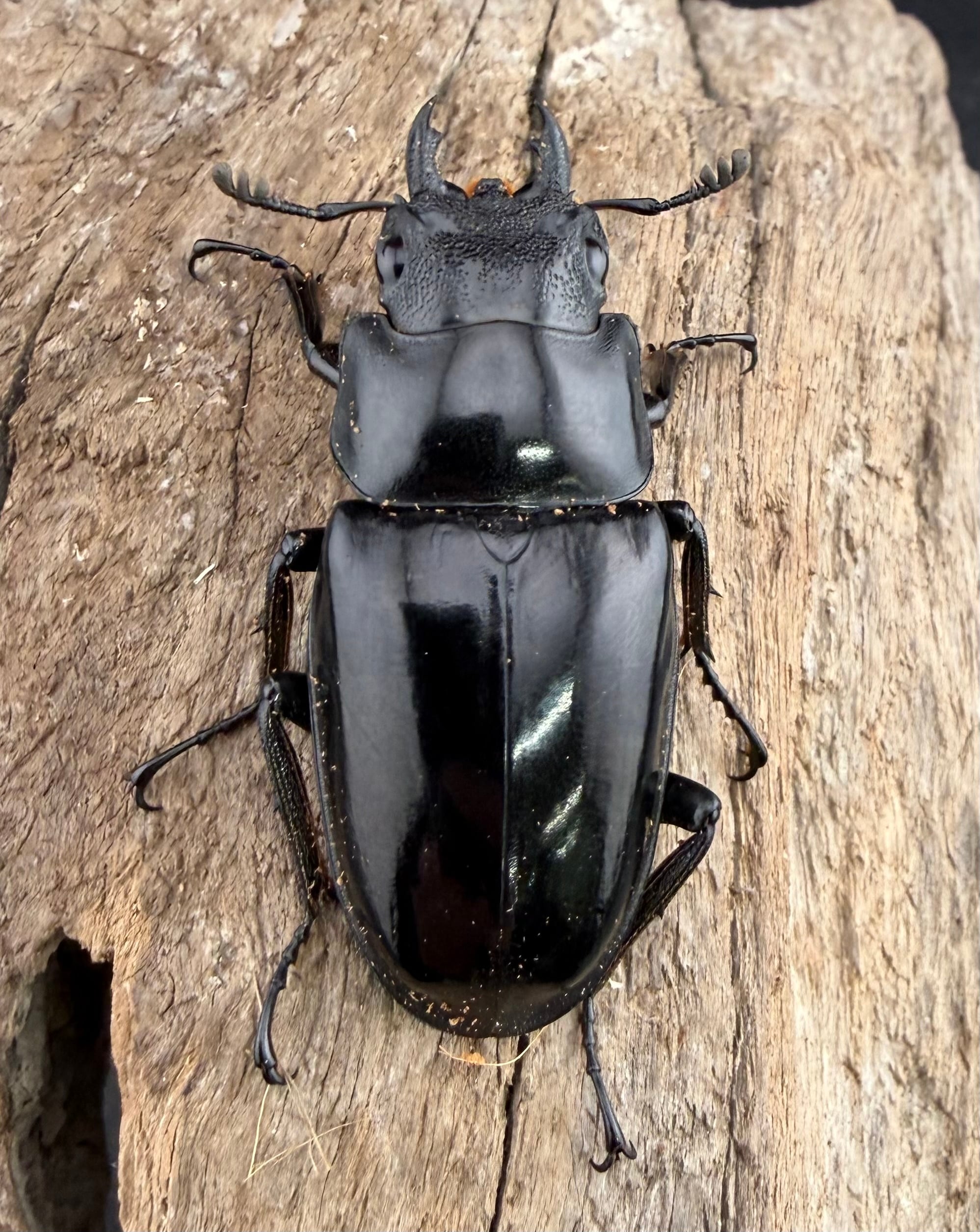 WD】《 ギラファノコギリ亜種マキタイ NV.Lohong産 93mm ペア》 | KPW