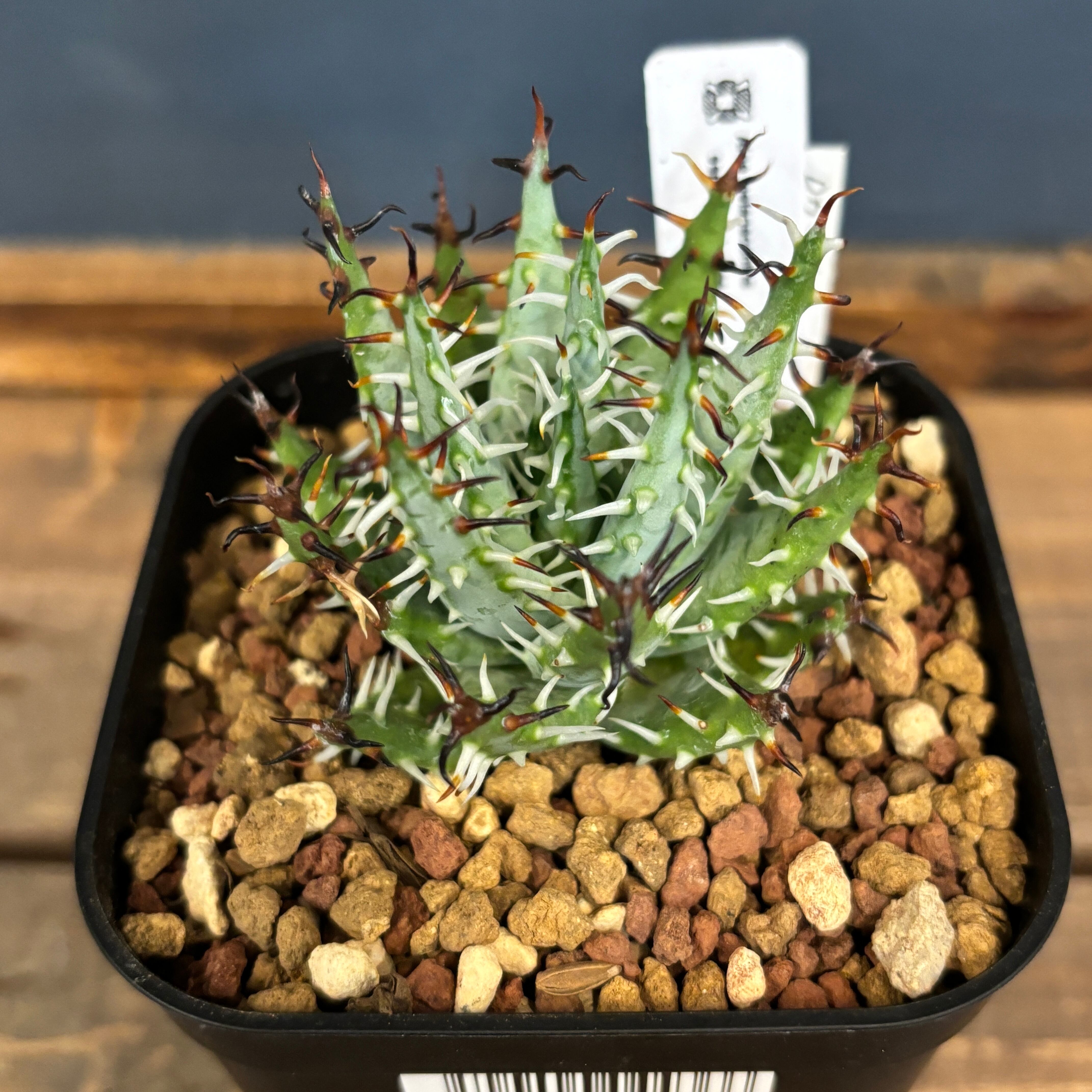 アロエ エリナケア アロエ エリナケア 大株 幹立ち アロエ エリナケア