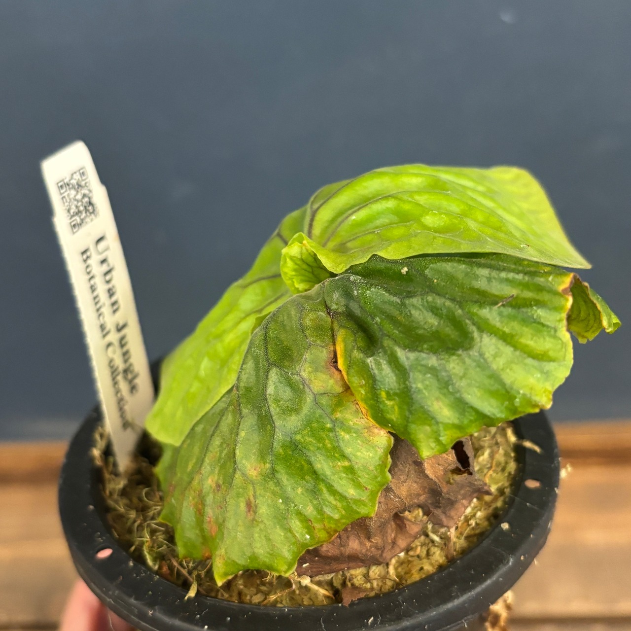 ビカクシダ　マダガスカリエンセ　P.madagascariense【1017】