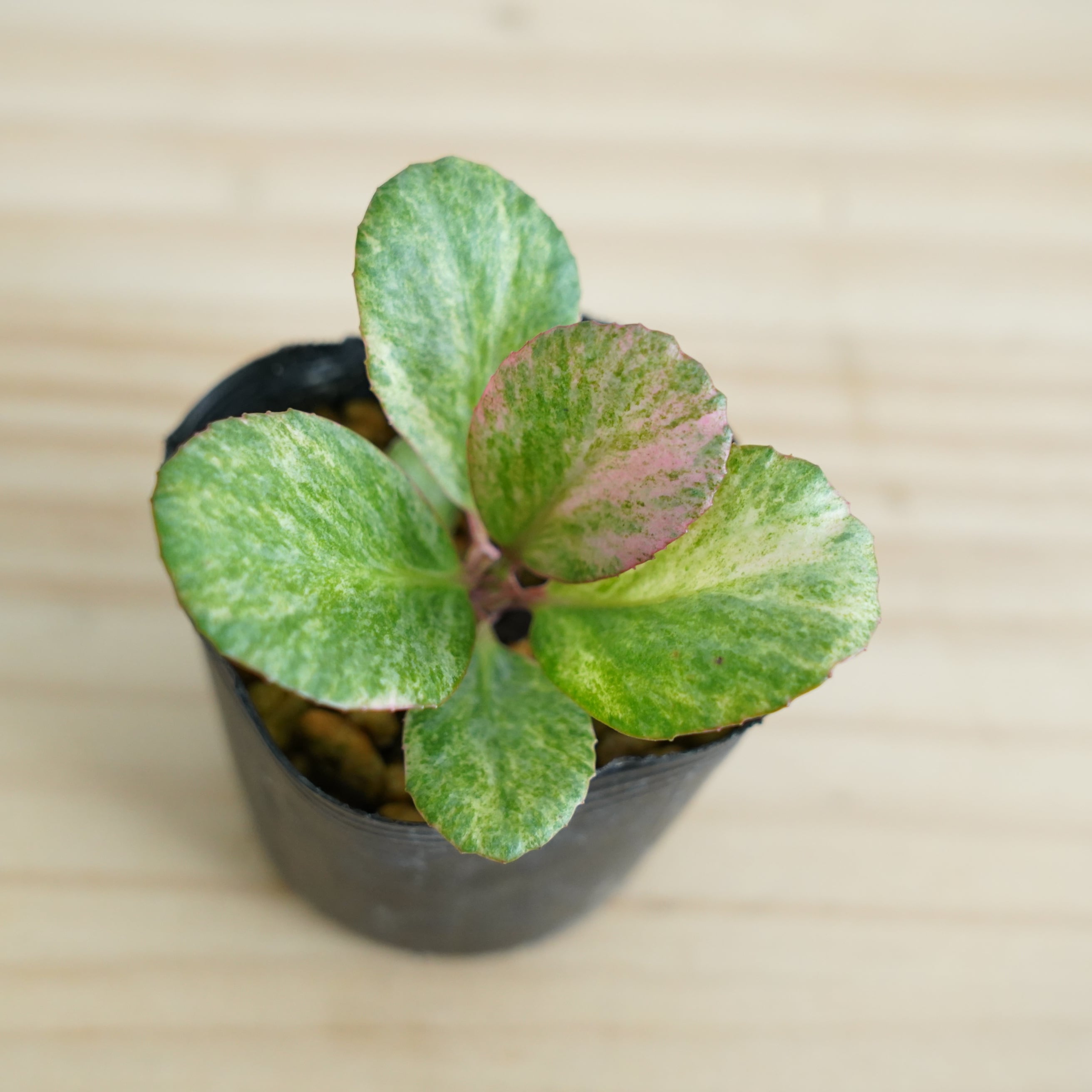 斑入りヒマラヤユキノシタ Bergenia stracheyi｜苔テラリウム作製用