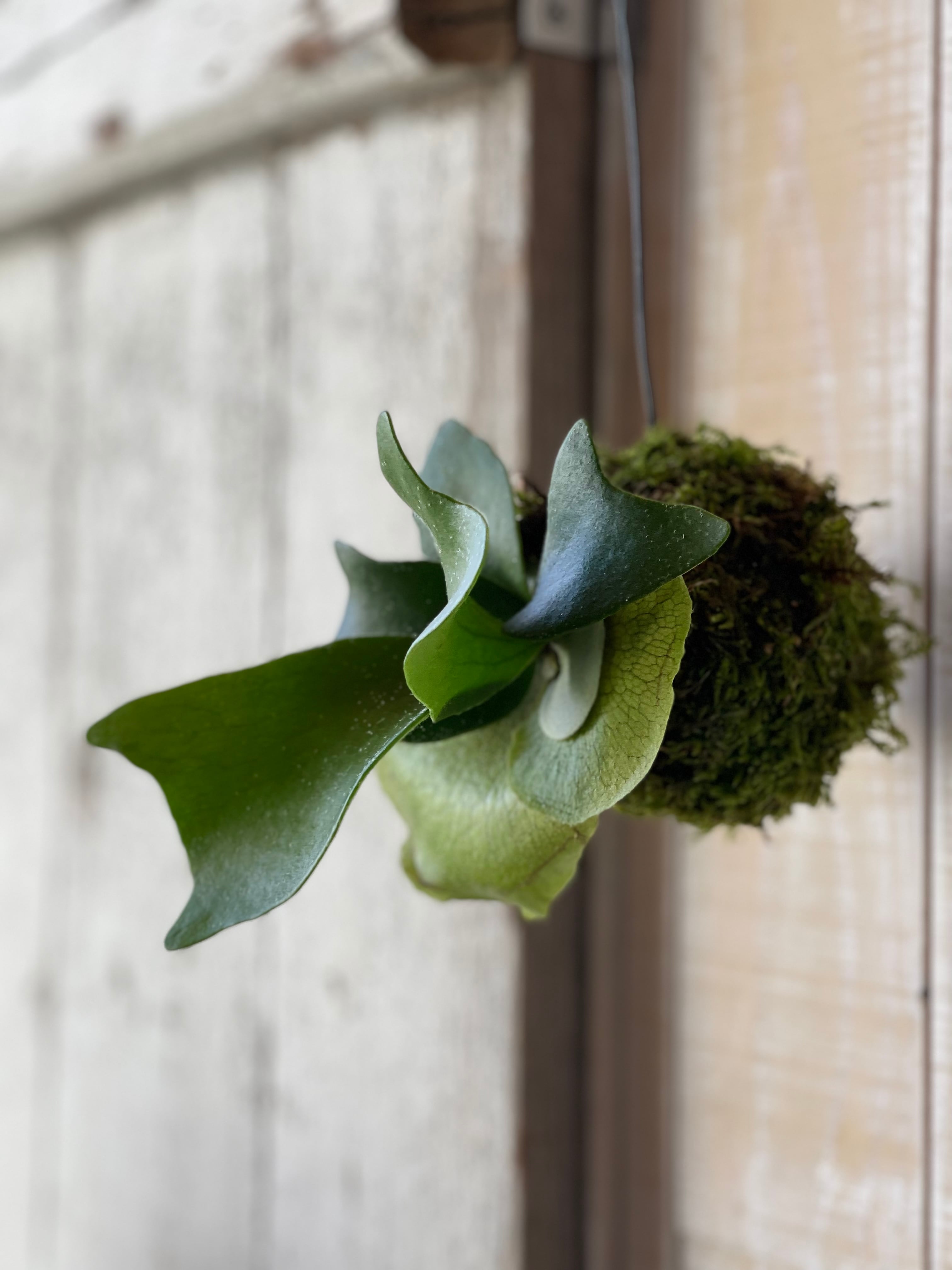 苔玉・苔 TAKA 苔なっこ | オンラインストア