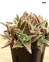 抜き苗 アロエハイブリッド レッド系 Aloe Hybrid