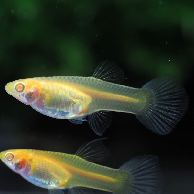 RREAモスコーピンクリボン 若魚1カルテット＋おまけ1ペア＋リボンオス1匹