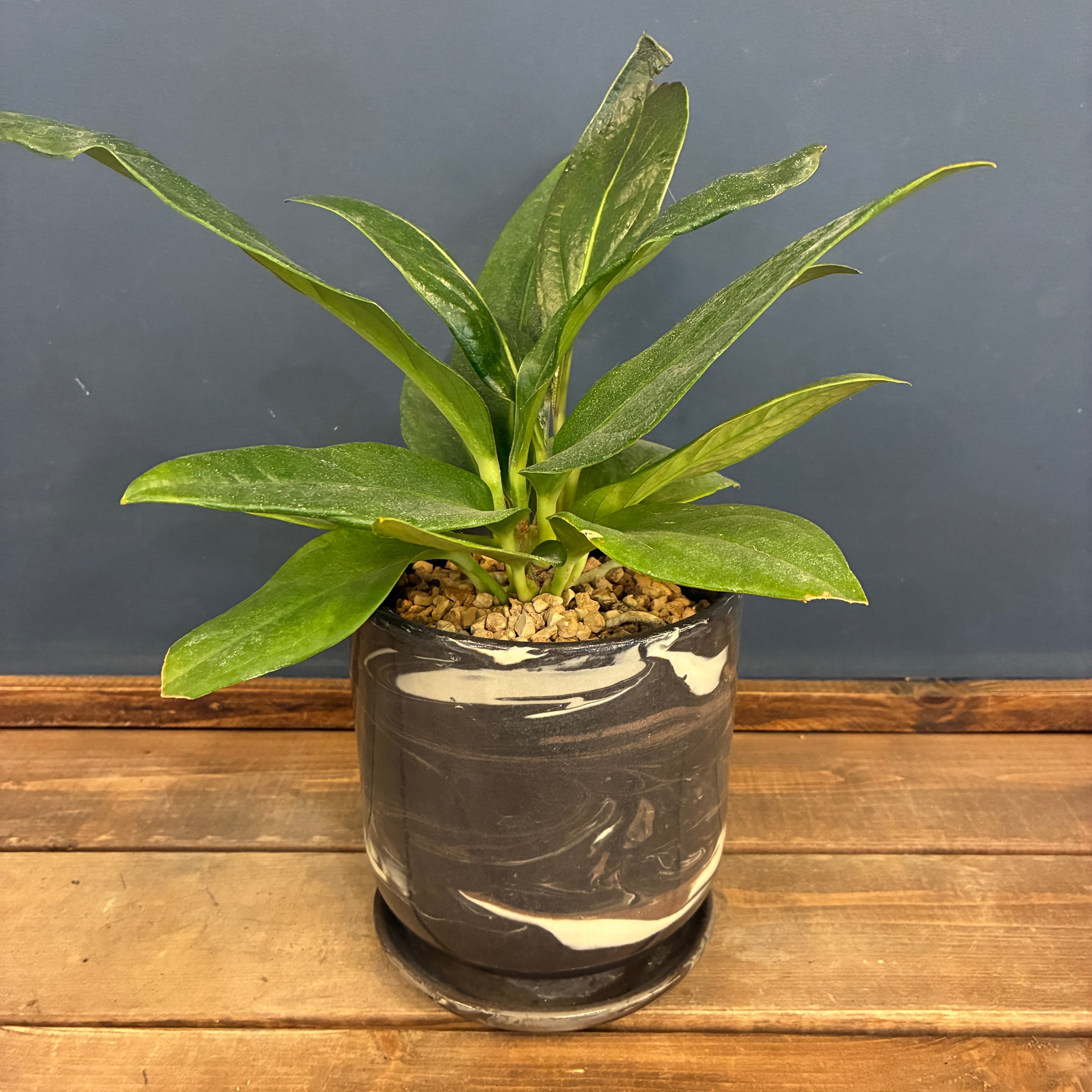 クリアランス】アンスリウム ブラウマニー SP 植込み品【190